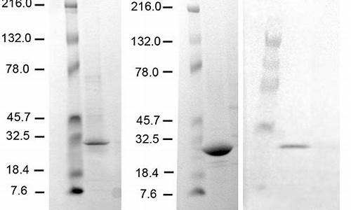 luciferase荧光素酶检测-luciferase